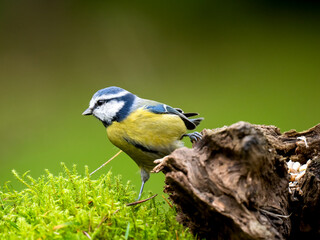 Blaumeise, Cyanistes caeruleus