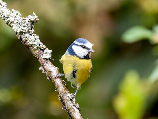 Fototapeta premium Blaumeise, Cyanistes caeruleus
