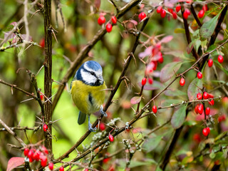 Obraz premium Blaumeise, Cyanistes caeruleus