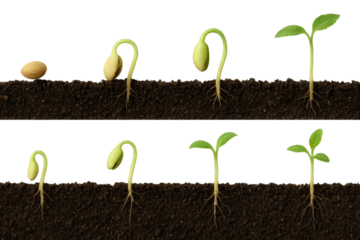 Seed Germination and Sprout Growth Stages in Soil, Two Rows of Progression seedling isolated on a transparent background