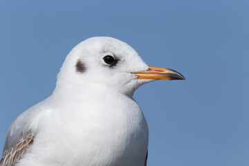 close up of common gull against blue sky