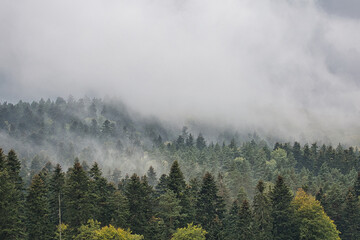 The sky is cloudy and the trees are covered in mist