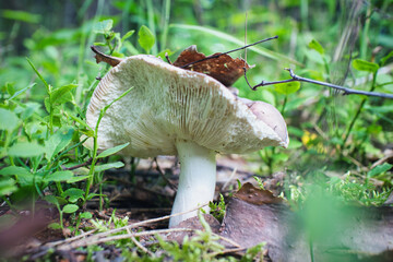 A mushroom is sitting on the ground in a grassy area