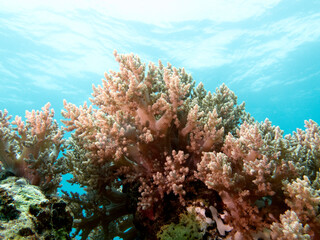 Lemnalia soft coral in a shallow reef Boracay Island Philippines