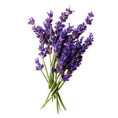 lavender flowers isolated on white background