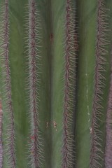 Macro shot of cactus thorns on green stem, detailed spiky texture of desert plant surface. Nature close-up showing sharp needles, resilience, and unique structure in high resolution.