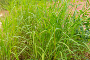 Exploring vibrant grass growth in nature close-up outdoor environment lush viewpoint