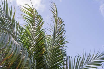 Palm tree leaves on a sunny day with bright blue sky background. Tropical summer nature scene representing holidays, freedom, eco-friendly living, relaxation, and exotic beach paradise atmosphere.