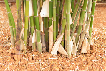 Bamboo harvesting process rural area agricultural environment close-up view natural growth