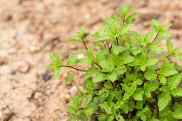 Growing fresh mint plants in a garden nature close-up view natural environment