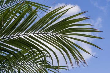 Palm tree leaves on a sunny day with bright blue sky background. Tropical summer nature scene representing holidays, freedom, eco-friendly living, relaxation, and exotic beach paradise atmosphere.