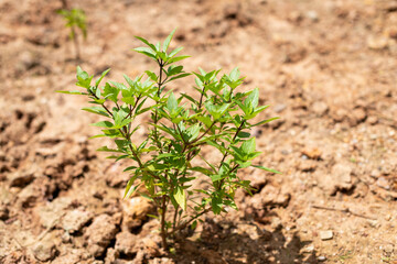 Plant growth action in nature young green seedling emerging from soil vibrant environment close-up view