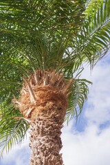 Naklejka premium Date palm tree with lush green leaves and strong textured trunk under sunlight. Exotic tropical vegetation detail perfect for illustrating summer, vacation and botanical concepts.