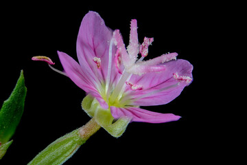 Full blooming of rose evening primrose (Oenothera rosea) in Japan in September