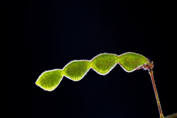 Pod of panicled leaf ticktrefoil (Desmodium paniculatum) in Japan in September, backlit photo