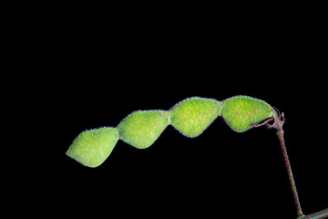 Pod of panicled leaf ticktrefoil (Desmodium paniculatum) in Japan in September