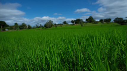 Fototapeta premium Peaceful green grass field beautiful landscape under blue sky