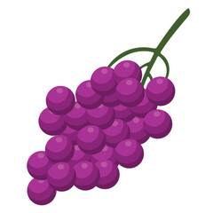 Vector illustration of a bunch of purple grapes with stem, isolated on white background. Clean flat design ideal for fruit, vineyard, wine, and healthy eating graphics.