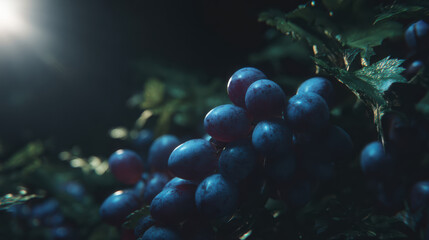 Mysterious dark grape bunch on vine at night