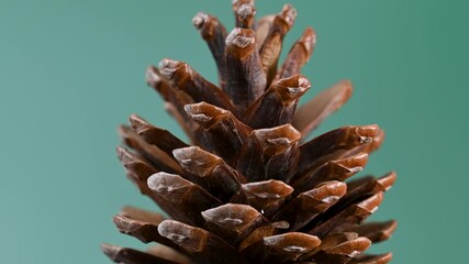 A Christmas video of pine cones - Powered by Adobe