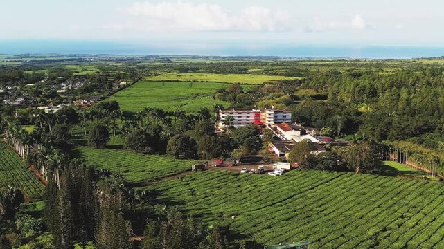 Aerial view of Bois Cheri tea factory and lush green tea plantations, with the building standing out against the landscape, Bois Cheri, Savanne District, Mauritius.