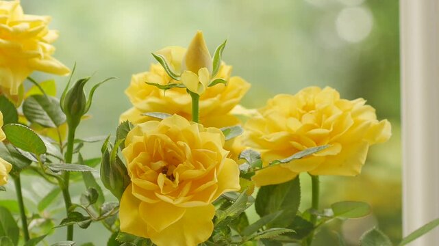 Miniature yellow rose bush withering and then blooming back to life on a window sill.