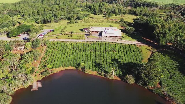 Aerial view of the Bois Cheri Tea Factory, showcasing vibrant green tea plantations alongside the restaurant building, Bois Cheri, Savanne District, Mauritius.