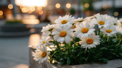 Charming white daisy flower with soft daylight