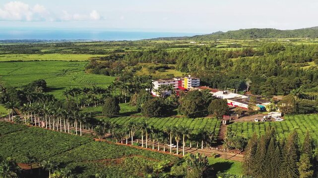 Aerial view of the lush Bois Cheri tea plantation, a tapestry of vibrant green fields and rows of palm trees stretching towards the horizon, Bois Cheri, Savanne District, Mauritius.