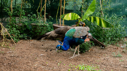 Colorful peacock struts under banana leaves amidst jungle allure, symbolizing exotic rebirth during the Hindu festival, Gudi Padwa April 5, 2025, Barcelona, Spain