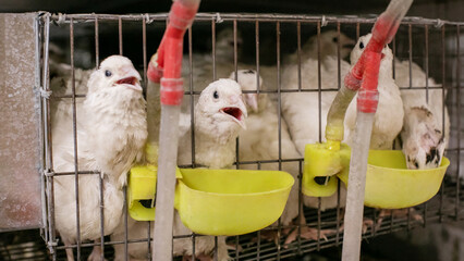 Chirping chorus of fluffy chicks in vintage metal cages, hinting at rustic farm life and Harvest Moon Festival tones April 5, 2025, Barcelona, Spain