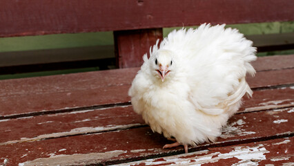Fluffy quail struts regally on weathered bench, echoing white-feathered celebrations of Imbolc and quirky backyard bliss April 5, 2025, Barcelona, Spain