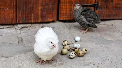 Quail ensemble amidst speckled eggs whisper spring equinox mysteries, nature's renewal dance with celestial egg festival April 5, 2025, Barcelona, Spain