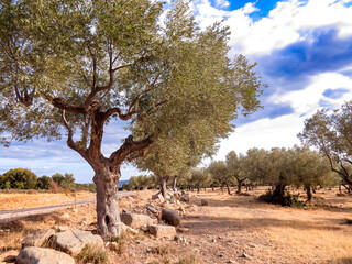  Olive grove with road leading to the sea, Countryside dirt road between olive trees leading toward the sea. Rural Mediterranean landscape and travel concept.