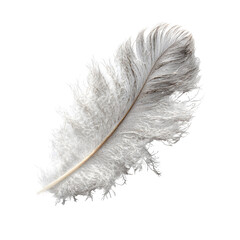 feather on white background