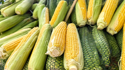 Golden maize bounty awaits harvest fiesta, vibrant kernels gleaming like sunshine under the autumn equinox; perfect for Sukkot April 5, 2025, Barcelona, Spain