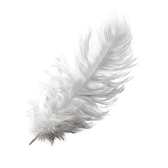 feather isolated on white background