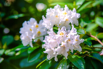 white rhododendron blooms in the Botanical garden
