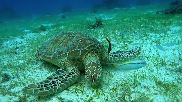 Close up shot of a Green Sea Turtle (Chelonia mydas) foraging on the seagrass from the ocean floor.
