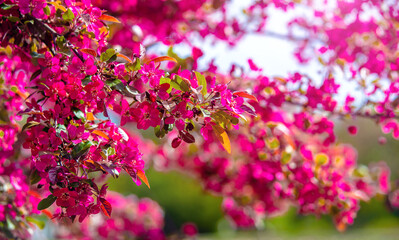 Obraz premium Blooming decorative apple tree with red flowers 