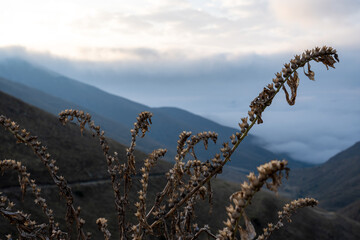 Close-up of dry mountain plants with misty valley in soft morning light