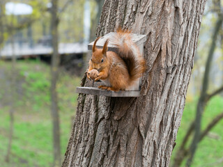 A squirrel holding a walnut in its paws sits on a wooden feeder fastened to a tree trunk with wire