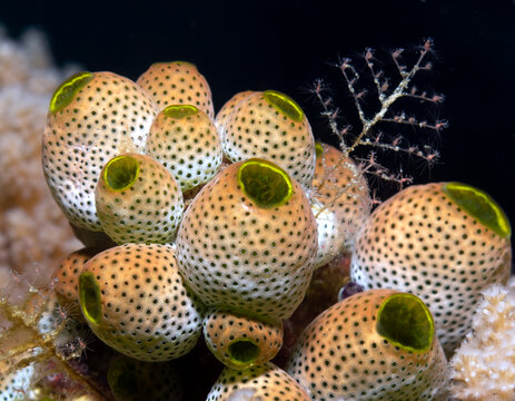 Robust sea squirts in a shallow reef Boracay Island Philippines