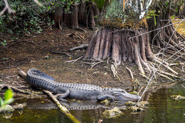 Alligator in a swamp at the Loop Road scenic drive in the Everglades National Park, Florida