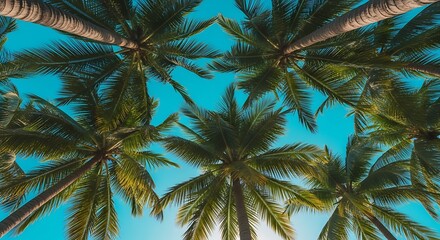 Looking up through lush green palm trees towards a clear blue sky on a sunny day vacation background