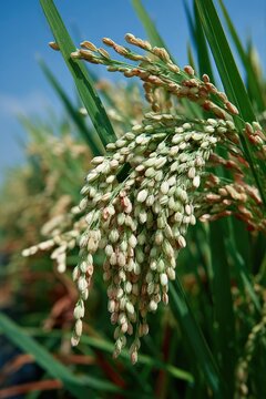 Close-up of rice paddy heads