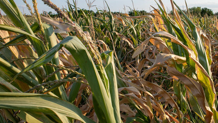 Sunlit cornfield whispers secrets to passing breeze, celebrating Lammas and Earth Day, verdant...
