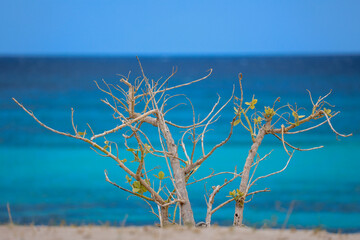 Beautiful, deserted Caribbean beach near the border with Haiti. Tranquil, crystal clear, turquoise Caribbean sea. Peaceful vacation, nobody. Contrast with bush branches in the foreground. Copy space. 