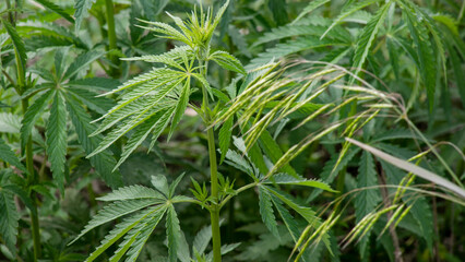 Emerald hemp leaves dance in the breeze, a nod to Earth Day's green aura, promising wellness and optimism April 5, 2025, Barcelona, Spain