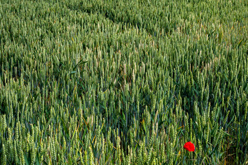 Amidst undulating waves of verdant wheat, a defiant solitary poppy whispers tales of Lammas and midsummer magic rituals April 5, 2025, Barcelona, Spain